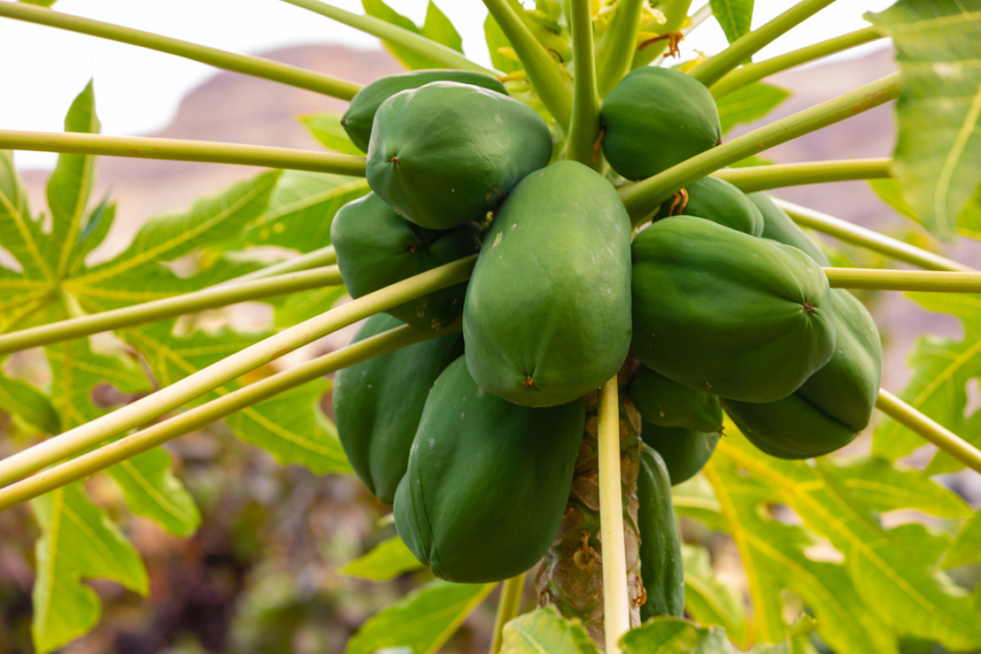 Green Papaya for Healthy Digestion - Food and Stuff | Homemade Good